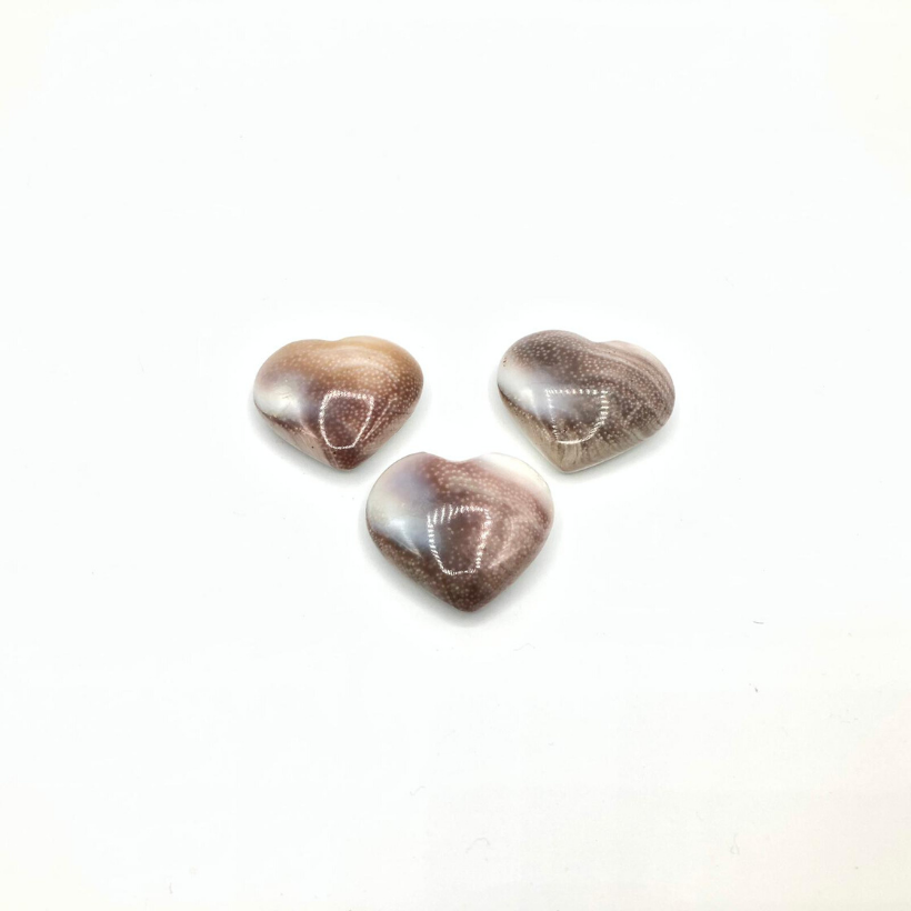 Shivas Auge Herzchen (Operculum)