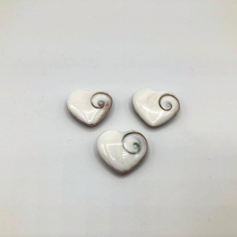 Shivas Auge Herzchen (Operculum)
