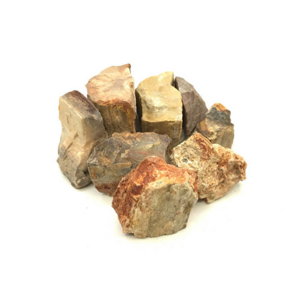 Wasserstein fossiles versteinertes Holz